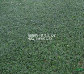 湖南郴州草皮苗木基地产品展厅花卉展示