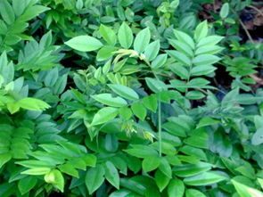 海南苗木产业 从黄花梨到花卉的全面供应