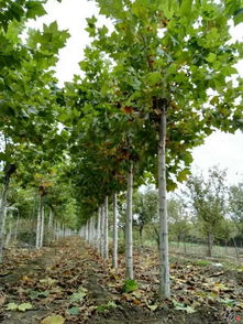 精品苗木推荐，打造您的理想园林