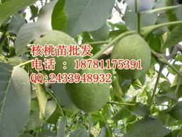 农副产品加工批发与可靠货源供应 聚焦花卉产业链