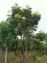 绿化苗木产品介绍及苗木图片信息