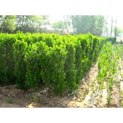 山东绿化苗木基地 专业工程用苗木的优选合作伙伴