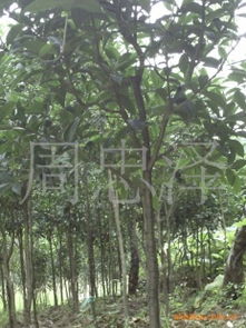 绿化苗木产品列表第239页 瓜果种植指南