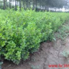 沭阳苗木批发市场全解析 价格、批发与厂家指南