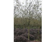 打造绿色未来 精品苗木与花卉，专卖绿化工程的专业之选