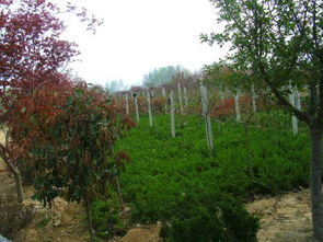 日照茂盛苗木基地 科学种植与管理下的瓜果乐园