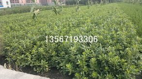 蜀桧 杭州萧山绿化苗木配送中心的花卉明星