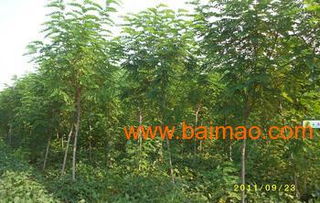 青州芊芊花卉苗木 一站式山东绿化苗木与优质植树袋批发供应