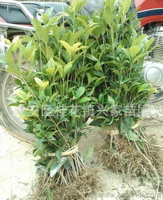 湖北咸宁桂花镇 农户直销3年生扦插桂花树苗，绿化种苗采购指南