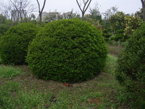 江苏大丰天翔中山杉植物研究所 您信赖的大叶黄杨球供应商