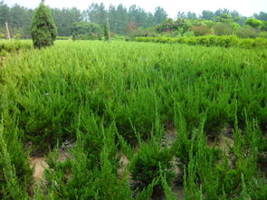 从龙柏绿植到瓜果种植 沭阳完美园林的多元化经营探索