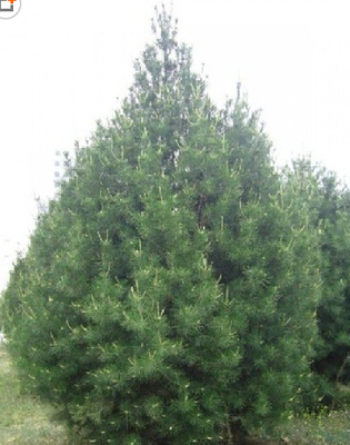 泰安嘉祺苗木 专业厂家直销优质白皮松