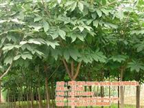 原生白蜡产品库 一站式了解价格、图片与厂家资源